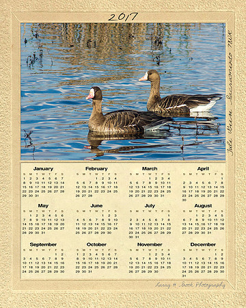 Whitefront Geese Sacramento NWR 16x20